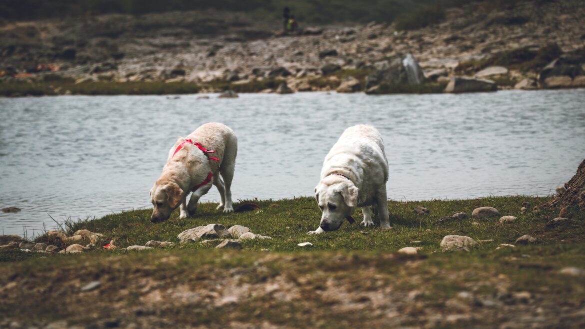 How to Train Your Dog to Bark on Command A StepbyStep Guide for