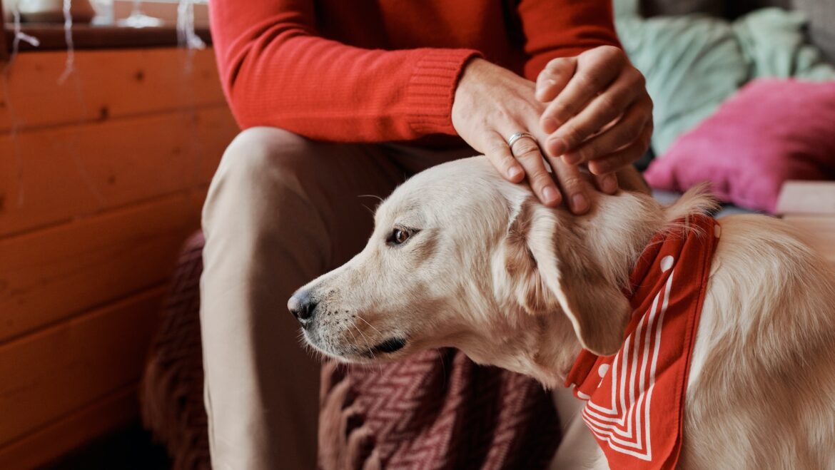 Safe Foods for Your Labrador Are Dogs Allergic to Macadamia Nuts