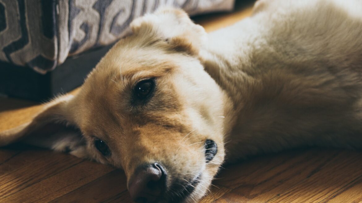 Discover How to Get Your Dog to Stop Chewing Furniture with This Quick