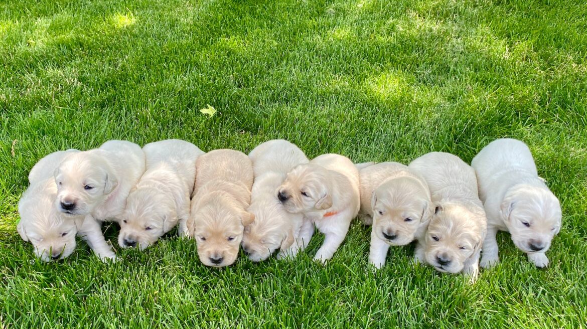 The Ultimate Labrador Guide for How to Train a Puppy to Use Puppy Pads