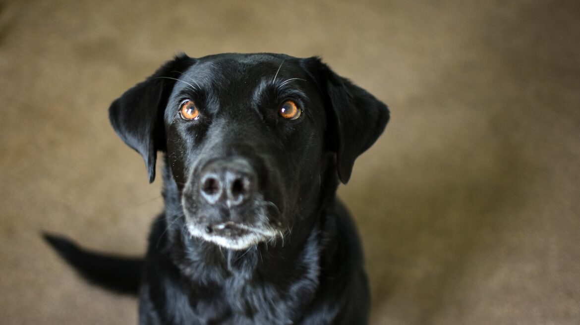 Effective Labrador Strategies How To Stop Female Dog From Peeing In