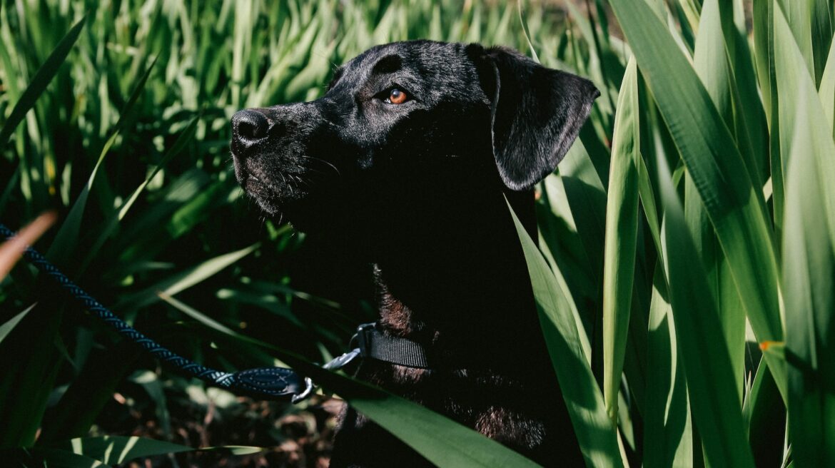 How to Stop Dog from Digging Outside Essential Tips for Success With