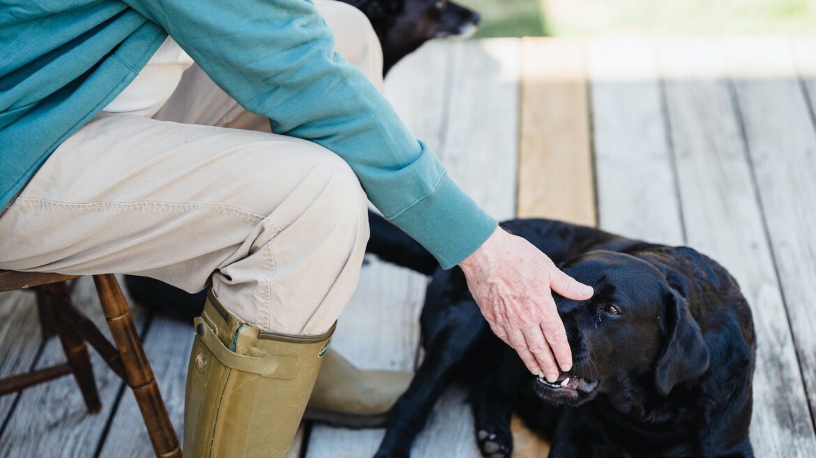 Creating A Safe And Stimulating Environment For Your Labrador How To