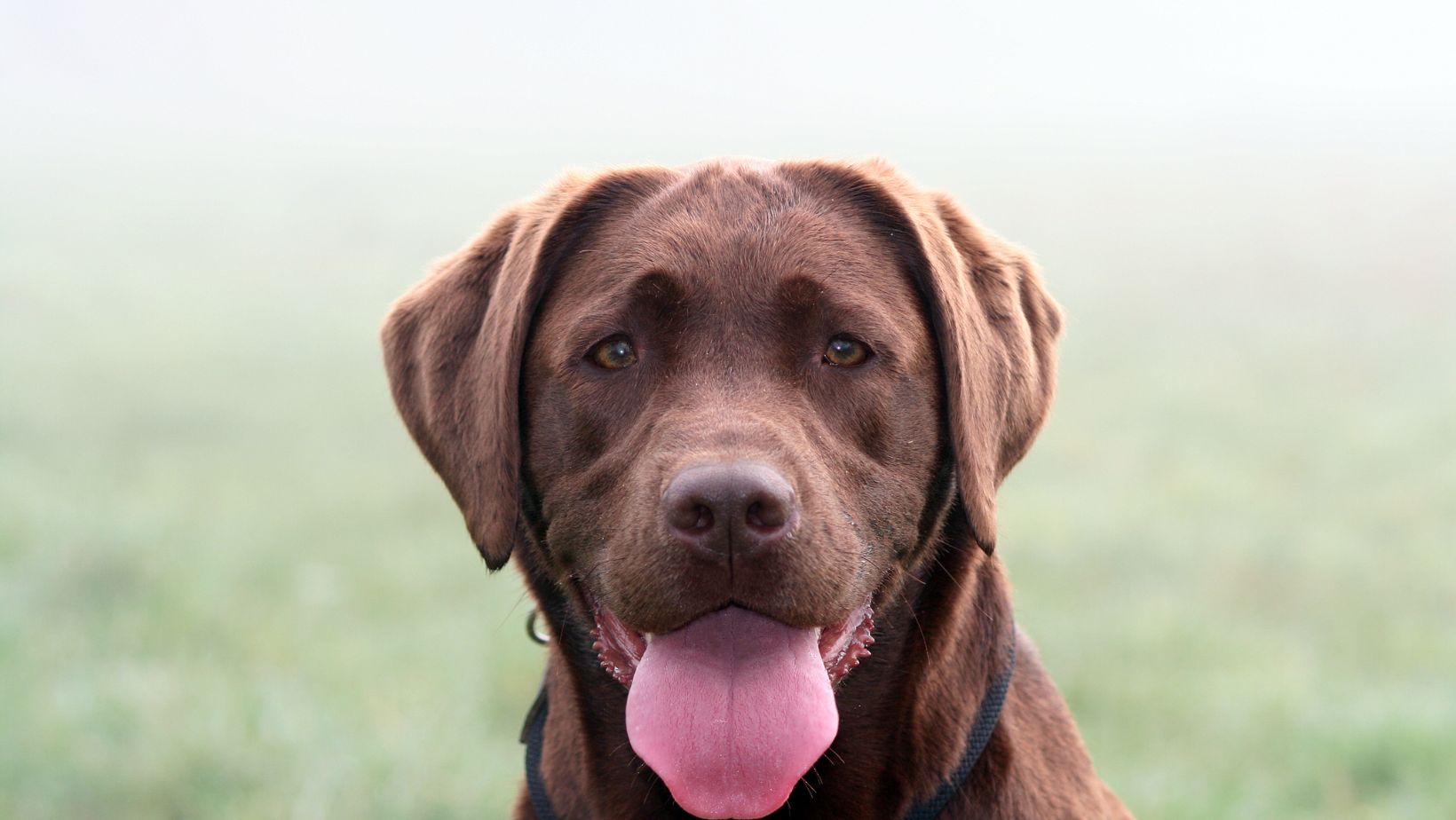 Inflammatory Bowel Disease in Dogs: A Labrador's Perspective - Labrador ...
