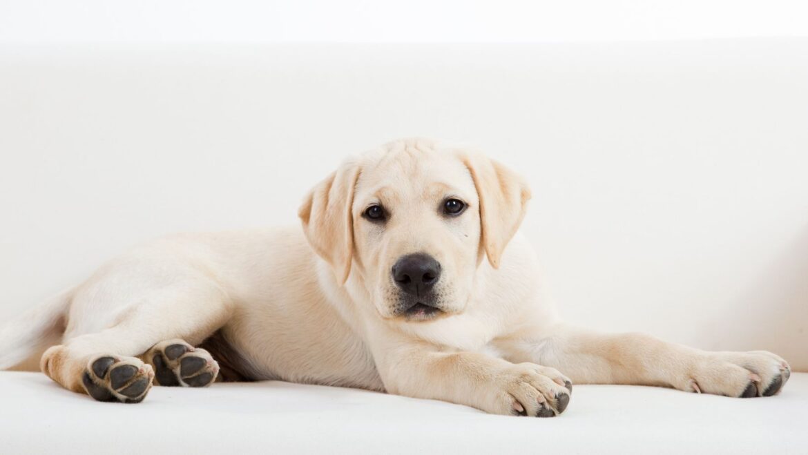 Why Is My Dog Farting So Much? A Common Issue Among Labradors