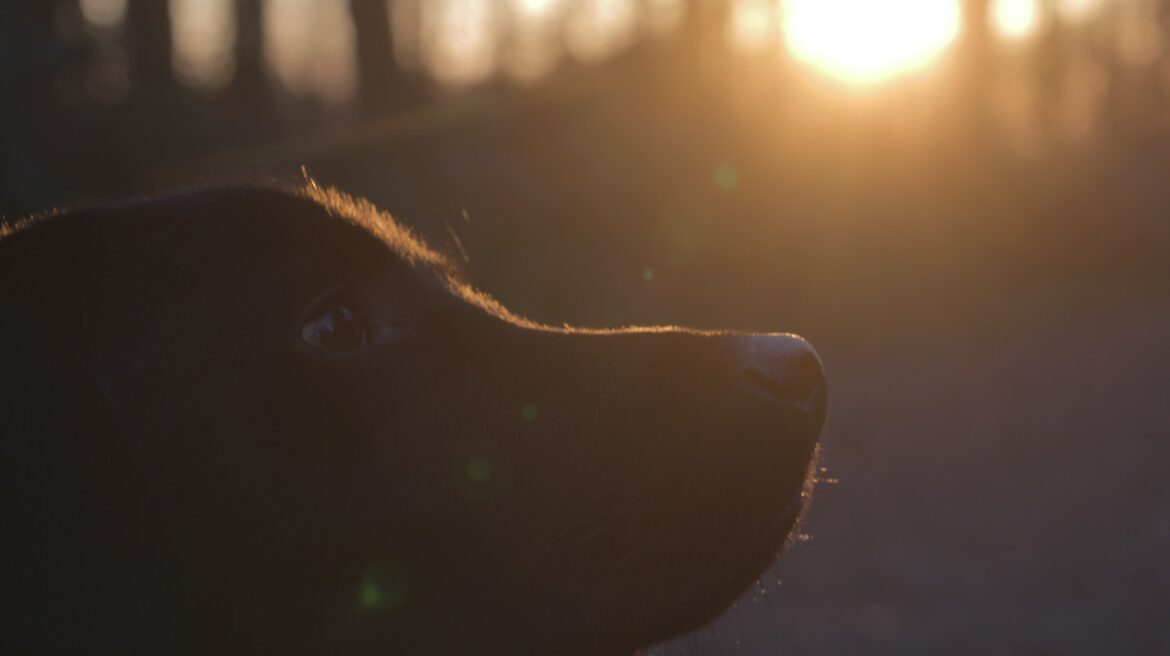 Labrador Ultimate Solution How To Stop A Dog From Whining When You
