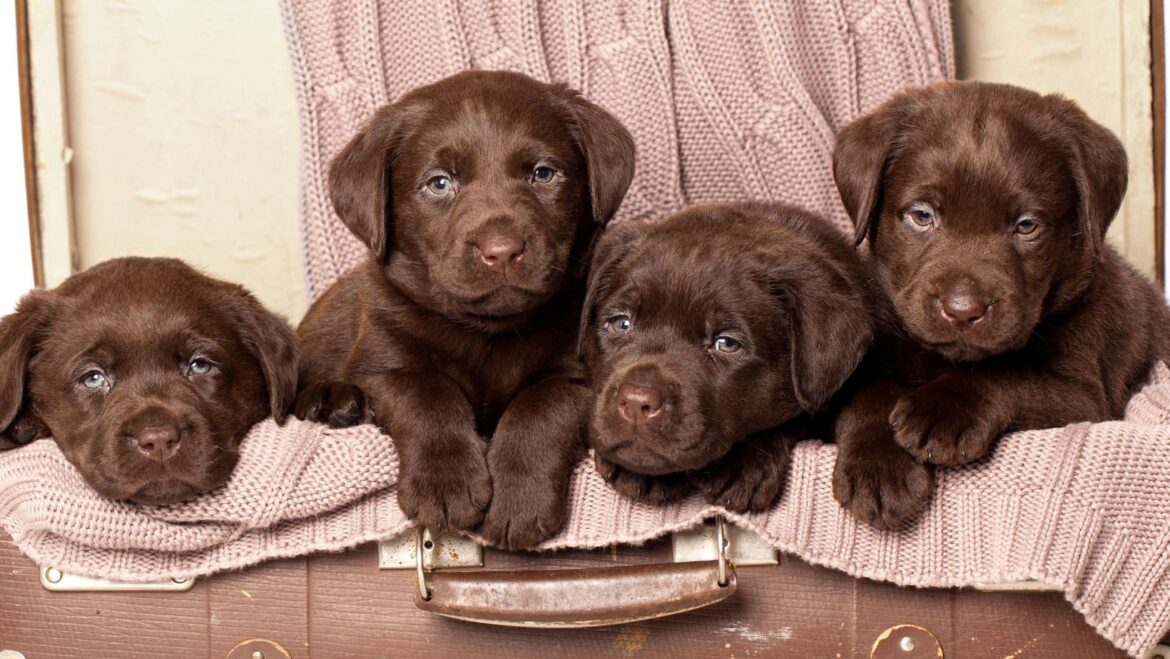 Demodectic Mange in Dogs Can be Prevented in Labradors Labrador Time