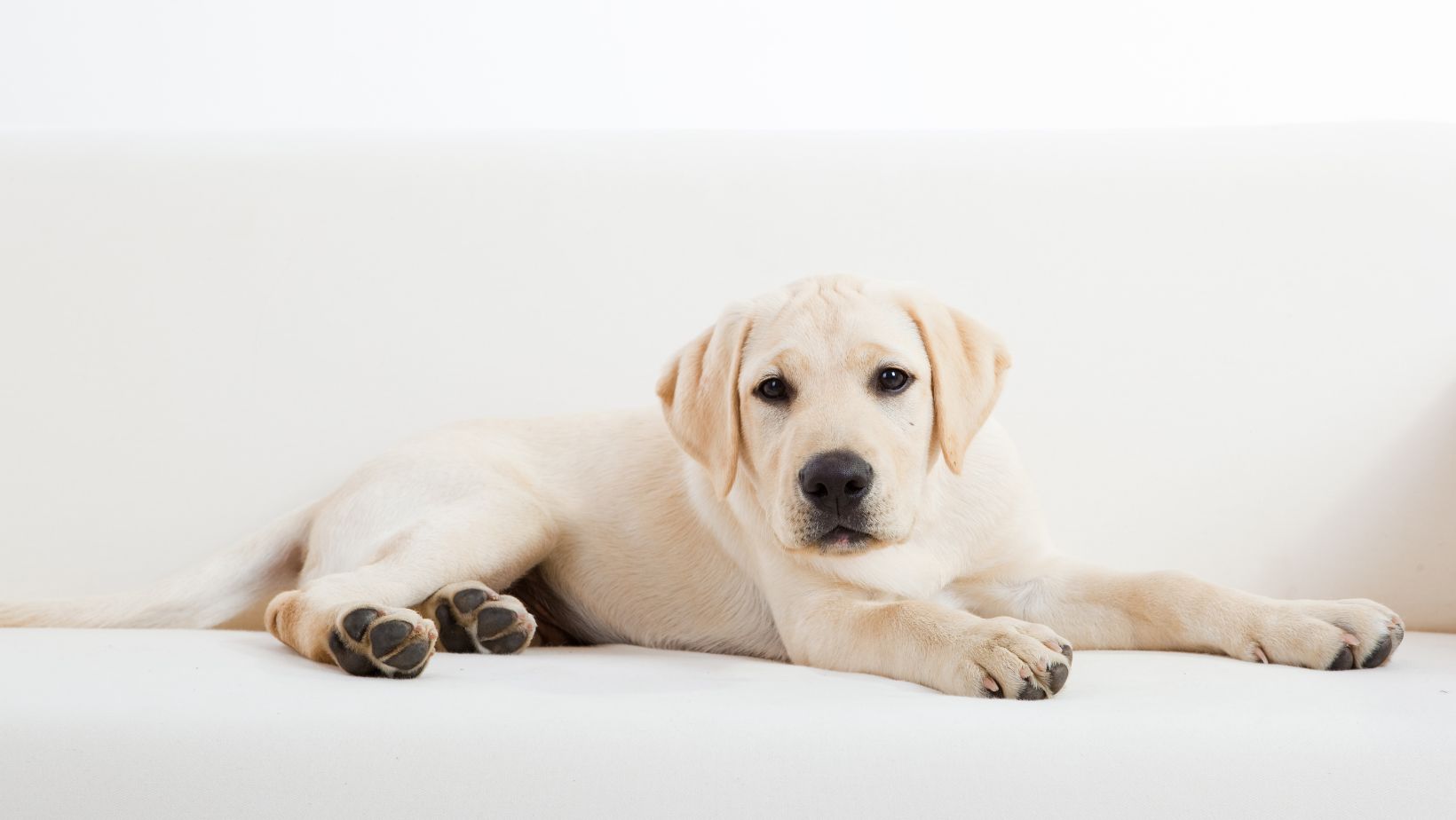 Tips For Kennel Training A Labrador How To Kennel Train A Dog At 