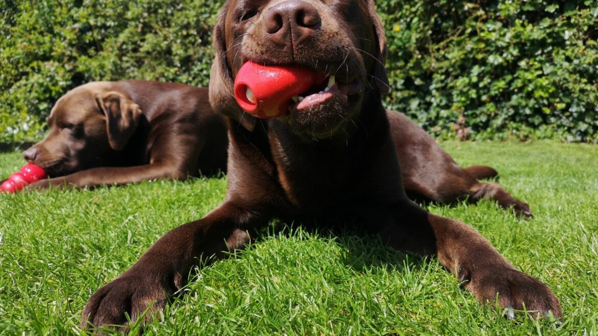 How to Stop a Dog from Whining When do Labradors Whine Labrador Time