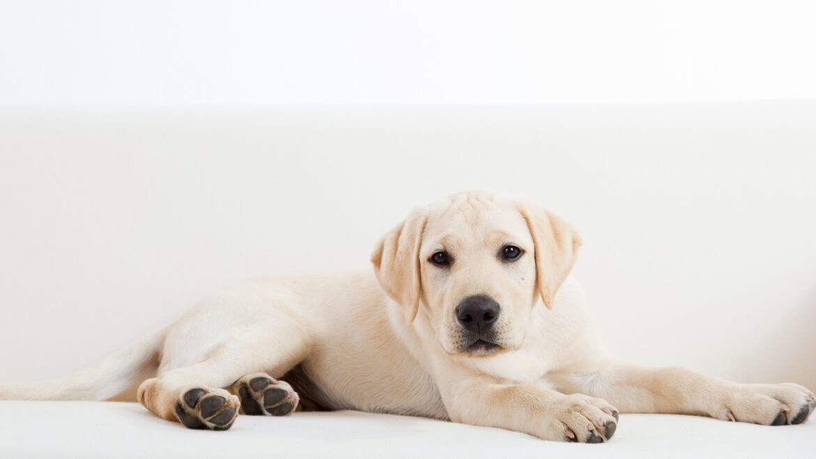 How to Train a Puppy to Pee Outside Expert Tips for Success with Your