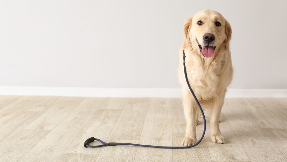 How to Train Your Dog to Not Pee Inside Essential Tips for a Clean