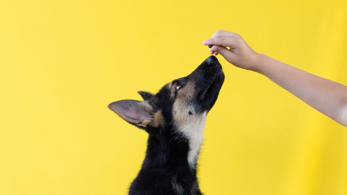 how do you get your puppy to stop biting