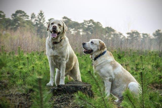 Two golden Labradors on a field near a forest. 
