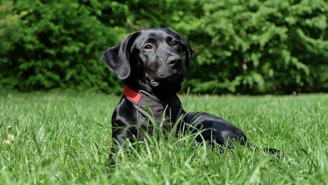 A black Labrador on a grassy field during the day