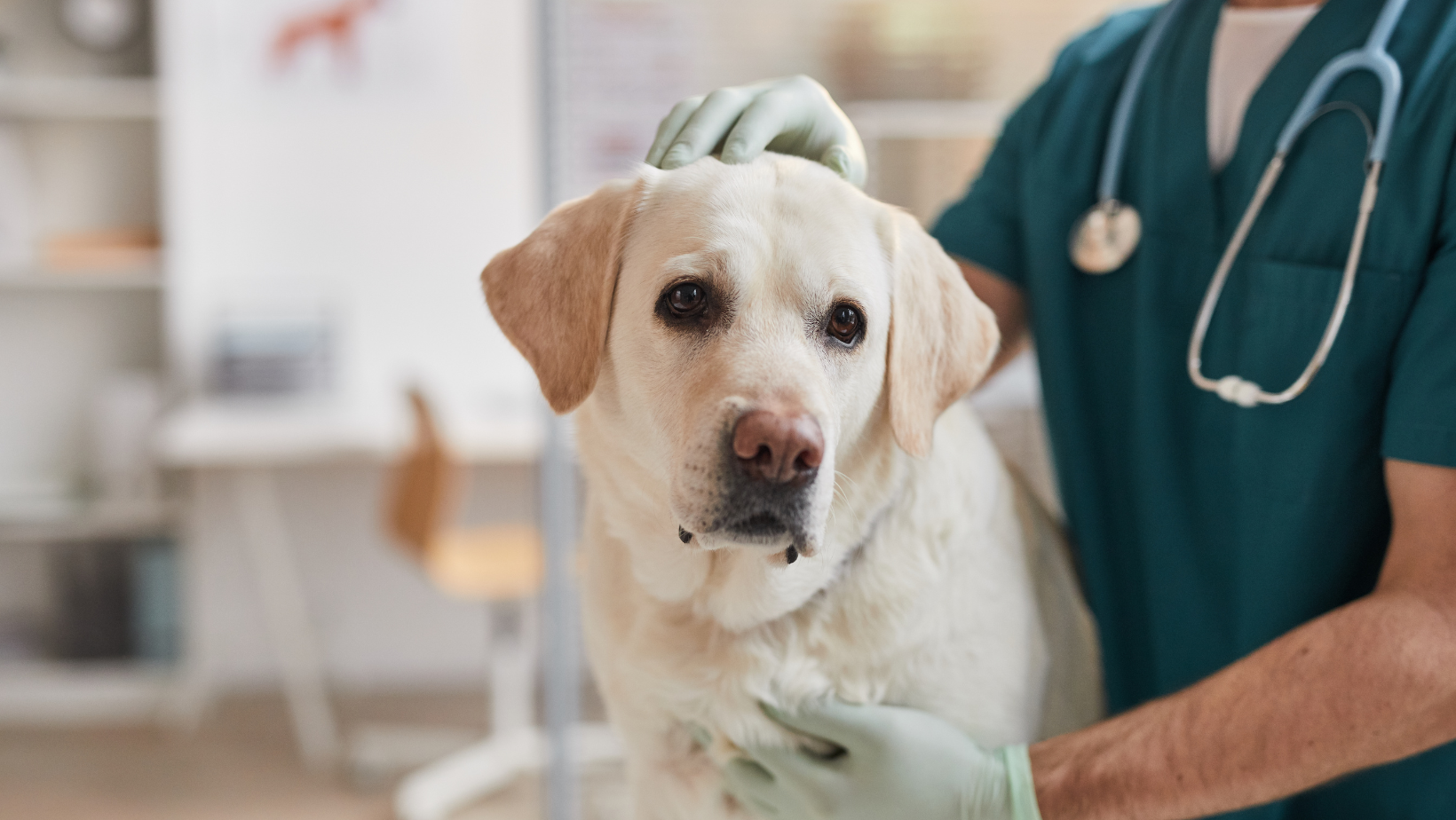 American Airlines ()